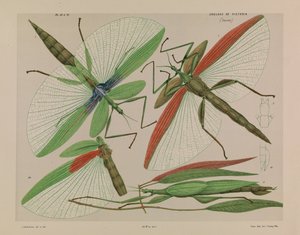 赤い肩に付いたナナフシ、Tropidoderus rhodomus 作： Arthur Bartholomew